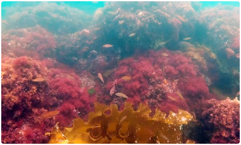 Marine red algae may hold key to preventing spread of COVID-19: Reliance researchers, రిలయన్స్ శాస్త్రవేత్తల పరిశోధన.. సముద్ర నాచుతో కరోనాకి చెక్?